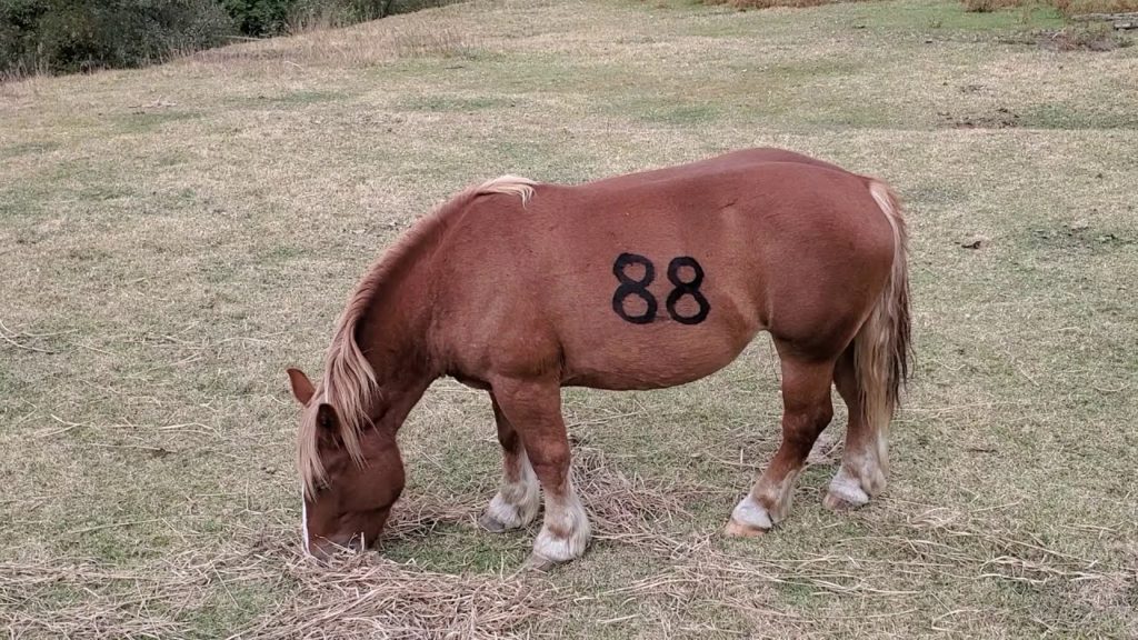 阿蘇山の道路脇に放牧されている、馬を眺めてみた！(View of Horse,in Mount-Aso,Kumamoto, JAPAN)