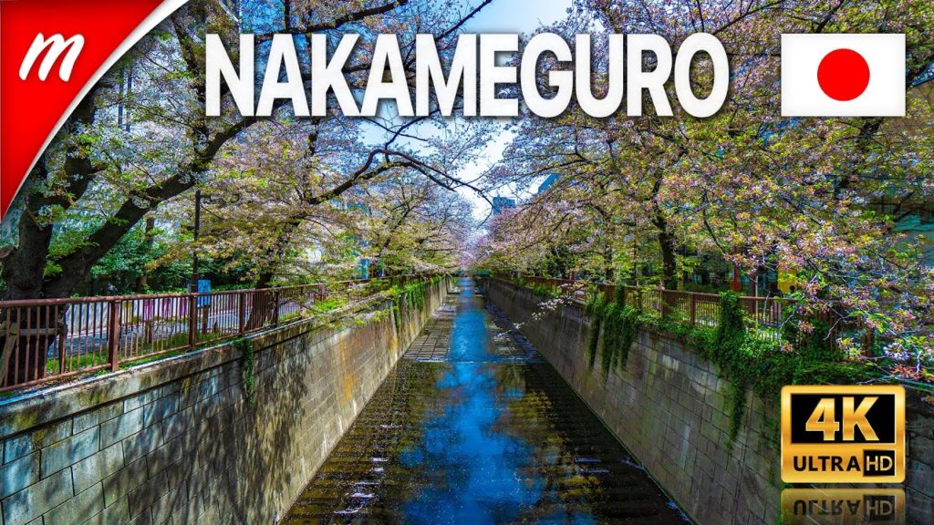 [4K] Tokyo Cherry Blossoms 2021 | Nakameguro