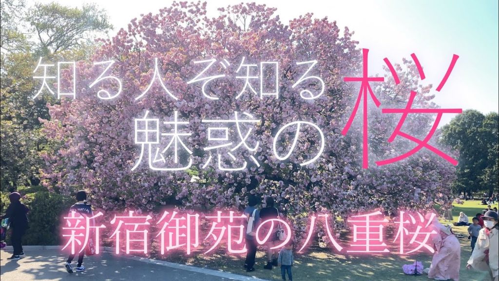 桜・新宿御苑：満開！魅惑の八重桜。知る人ぞ知る東京・新宿の絶景の桜の花見スポット・見どころを、新宿御苑・八重桜の説明とともに紹介。Shinjuku Gyoen, Tokyo, Japan