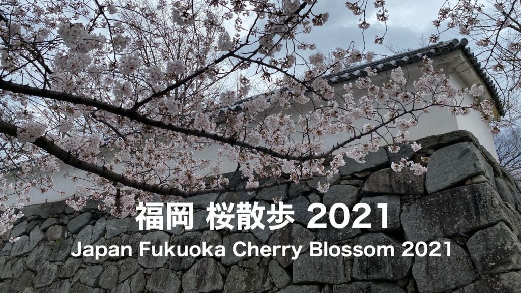 【桜 散歩 2021 福岡】満開の桜！福岡～桜の名所 大濠公園～舞鶴公園～福岡城跡 Japan Cherry Blossom 2021 Fukuoka