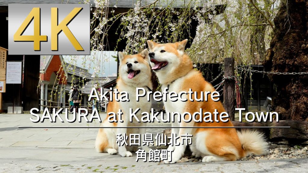 4K Akita Prefecture SAKURA at Kakunodate Town　秋田県仙北市角館町