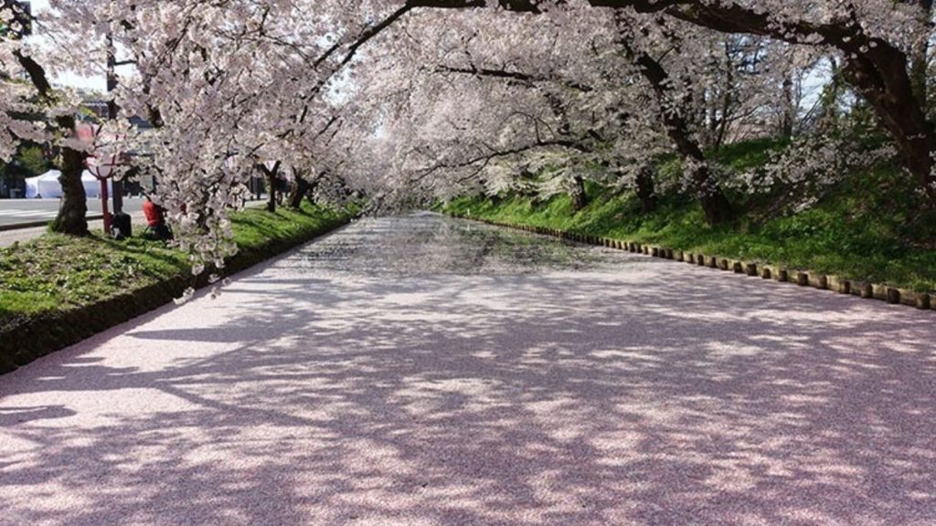 Hirosaki Cherry Blossom Live Stream Tour Day Time Hirosaki Cherry Blossom Live Stream Tour Day Time