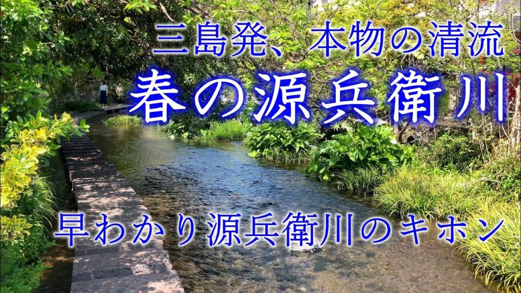 源兵衛川（三島・静岡）：富士山からの湧き水が流れる新緑の清流・せせらぎ。名水百選。観光・旅行のみどころ。源兵衛川の源流の不思議も解説。Genbe River, Mishima, Japan