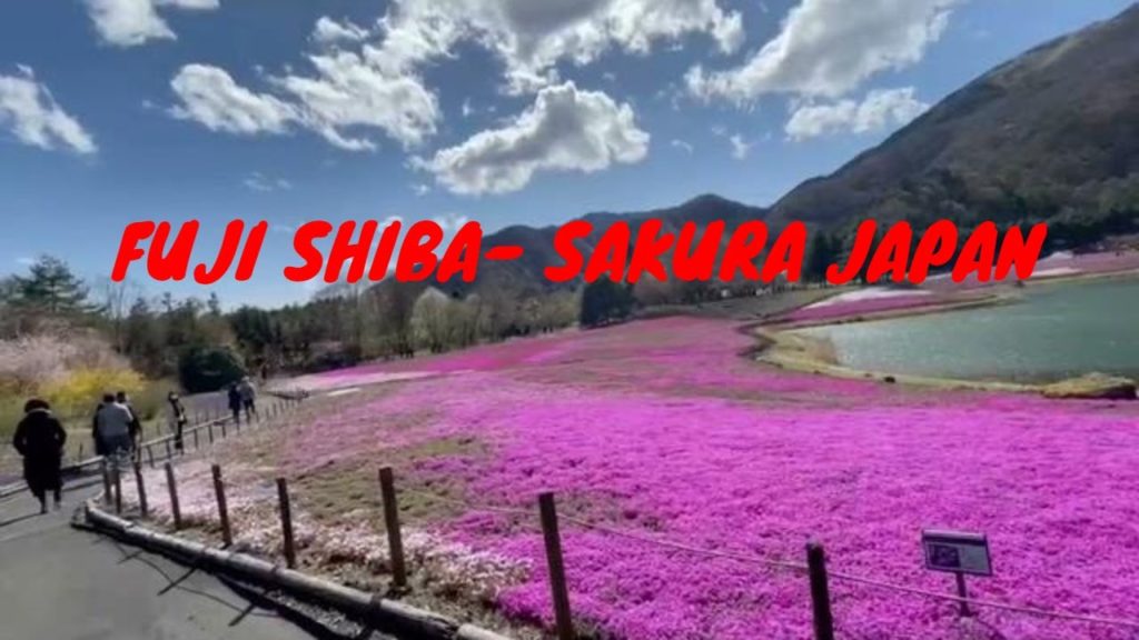 Mount Fuji Shiba Sakura Japan Mount Fuji Shiba Sakura Japan