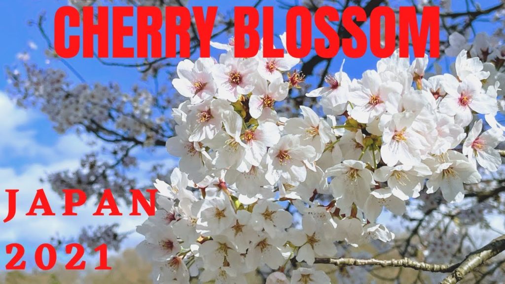Cherry Blossom At Yukyuzan Park: Ep. 1| Cherry Blossom In Japan