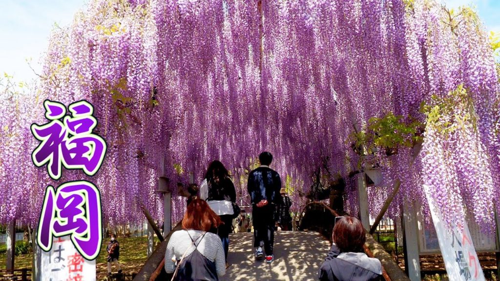 About 600-year-old Wisteria trees are in full blossom at FUKUOKA 2021.#中山大藤 #黒木の大藤 #藤山神社  #4K #藤