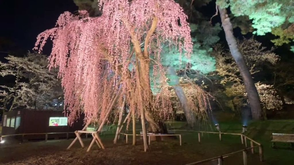 Hirosaki Cherry Blossom Live Stream Tour Night April 19th 2021
