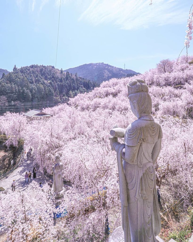 Japan Travel: We know our feed is overwhelmingly pink right now, but we’re trying to cram in a… We know our feed is overwhelmingly pink right now, but we're trying to cram in a...