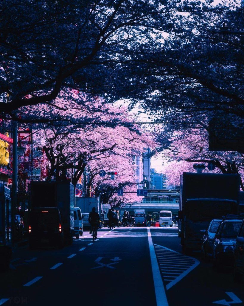 Sakura from the shadows 
: @yohzero
-----⁣⠀
Nakano, #Tokyo
.⁣⠀
.⁣⠀
.⁣⠀
.⁣
#Japan...