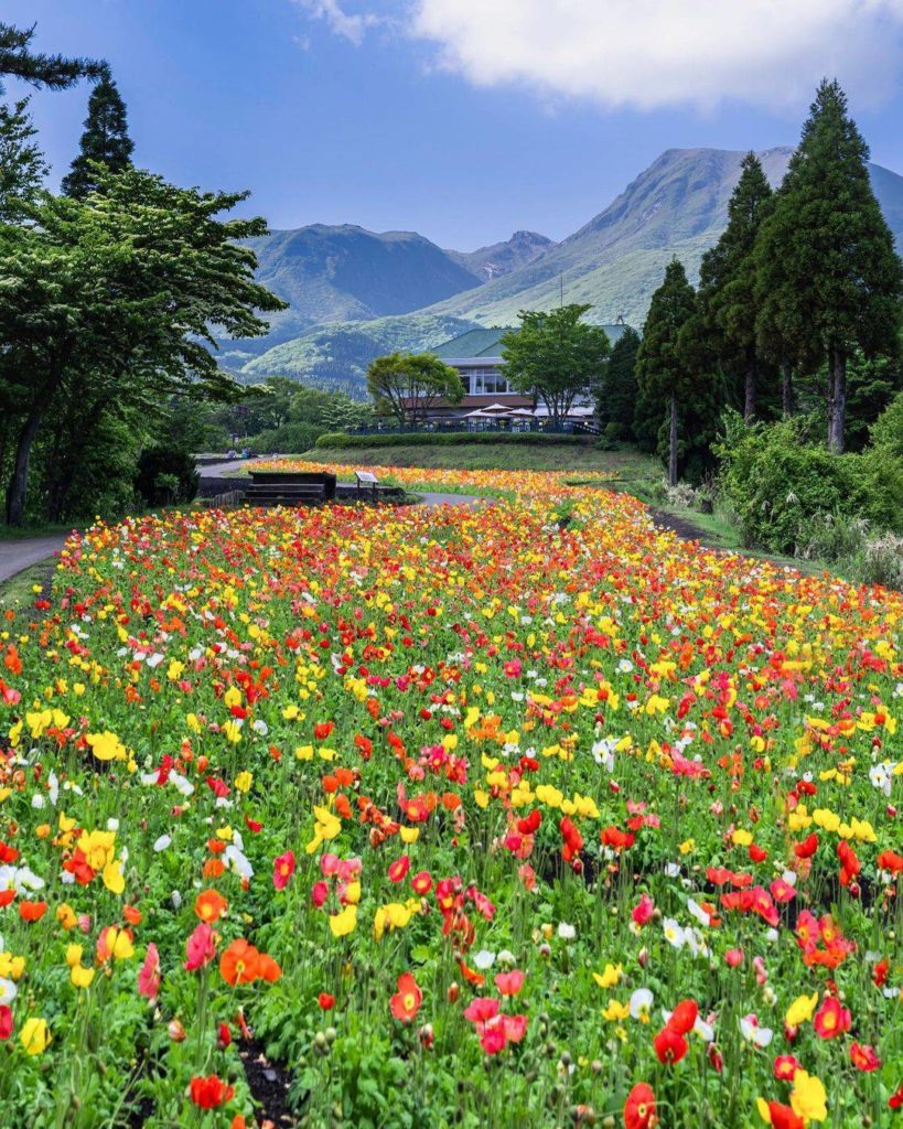 Japan Travel: Oita’s Kuju Flower Park is a dreamy destination for flower fans, and the aptly n… Oita's Kuju Flower Park is a dreamy destination for flower fans, and the aptly n...