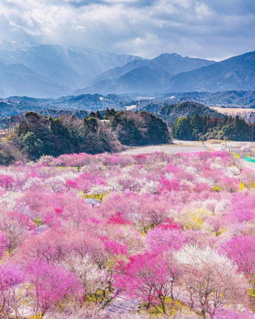 Visit Japan: Wow Check out the amazing contrast between the colorful cherry blossoms and the… Wow Check out the amazing contrast between the colorful cherry blossoms and the...