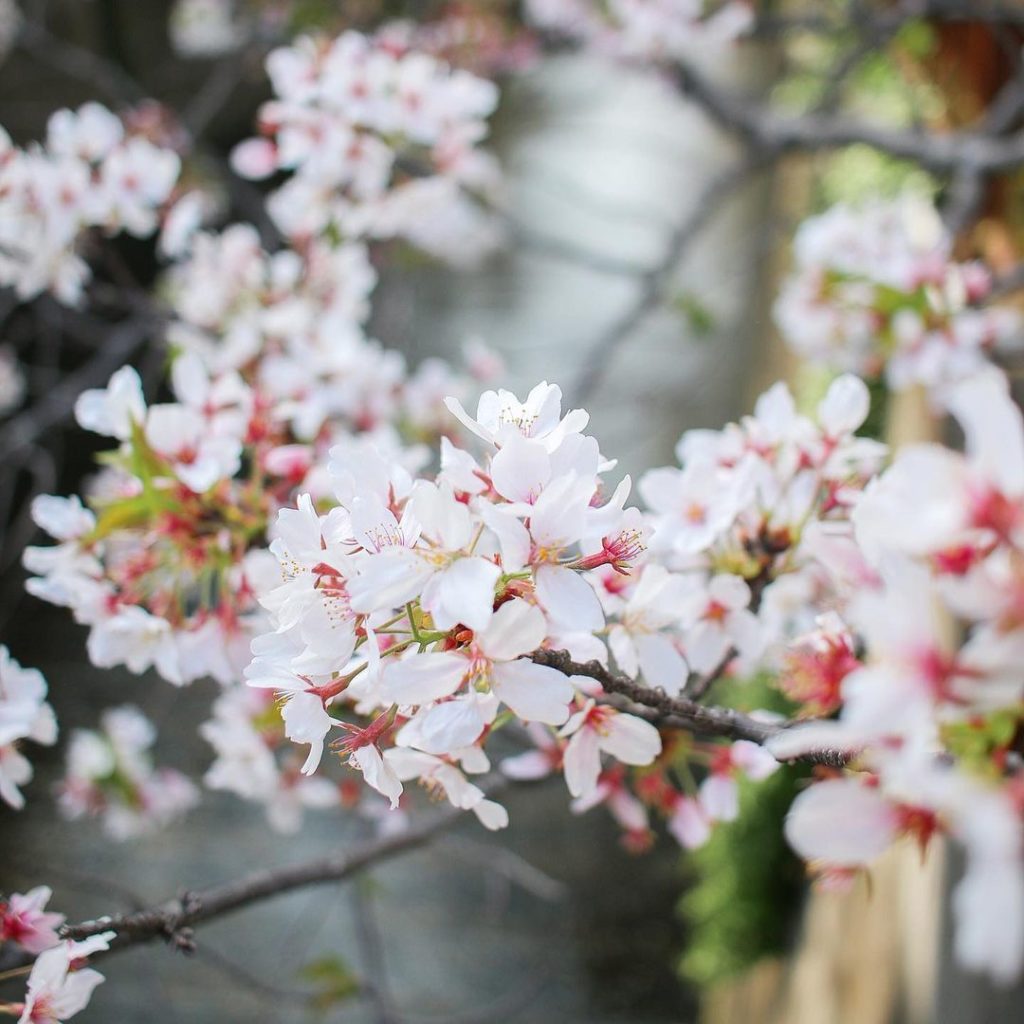 おはようございます 
Ohayō (Good Morning) from Tokyo! 

Tokyo’s cherry blossom season was ...