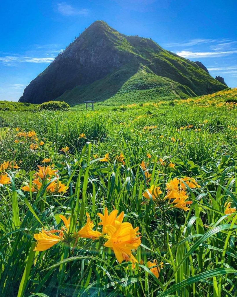 "Tobishimakanzou," or amur daylily, are a perennial plant only distributed in tw...