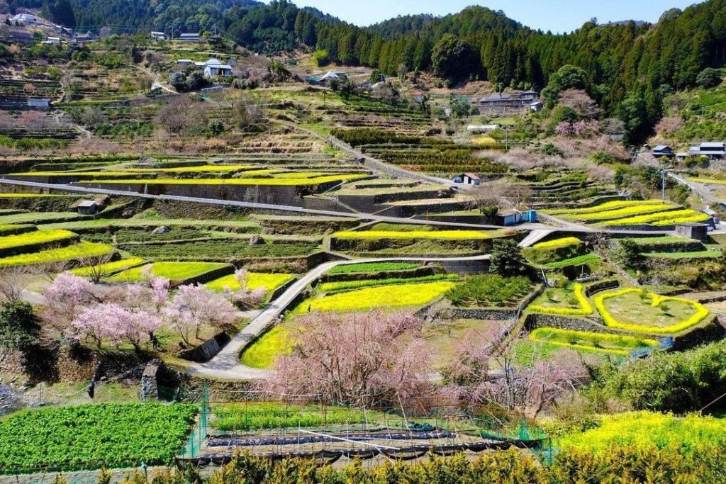Visit Japan: Be grasped by the fields of golden canola flowers.
Every year around the end of… Be grasped by the fields of golden canola flowers.
Every year around the end of...