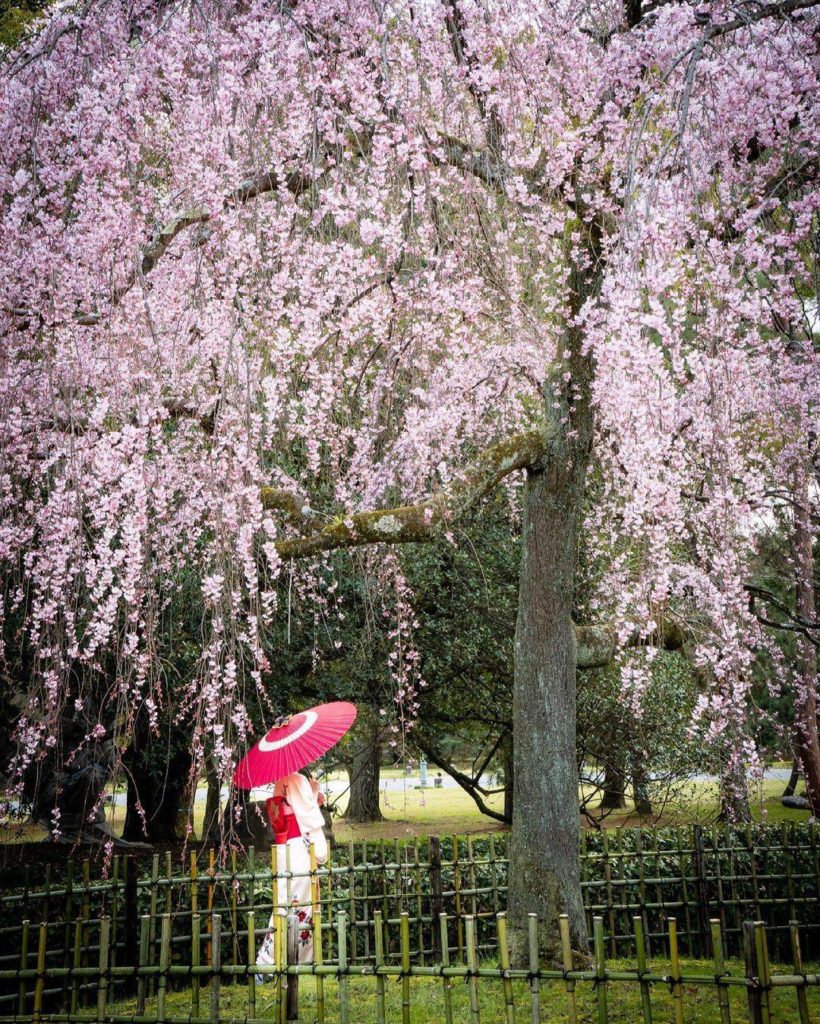 Japan Travel: Though we’re past the peak for sakura season this year in Kyoto, this spot is a … Though we're past the peak for sakura season this year in Kyoto, this spot is a ...