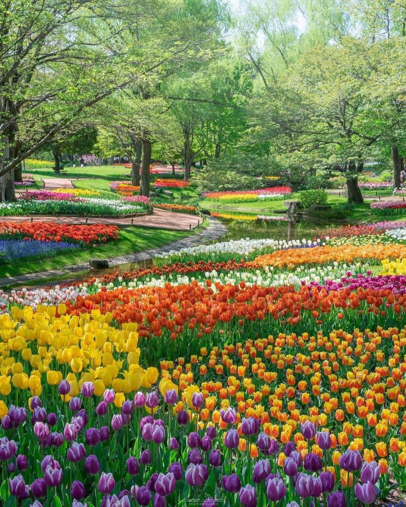 After a nature fix in the Tokyo area? Showa Kinen Park has plenty to offer throu...