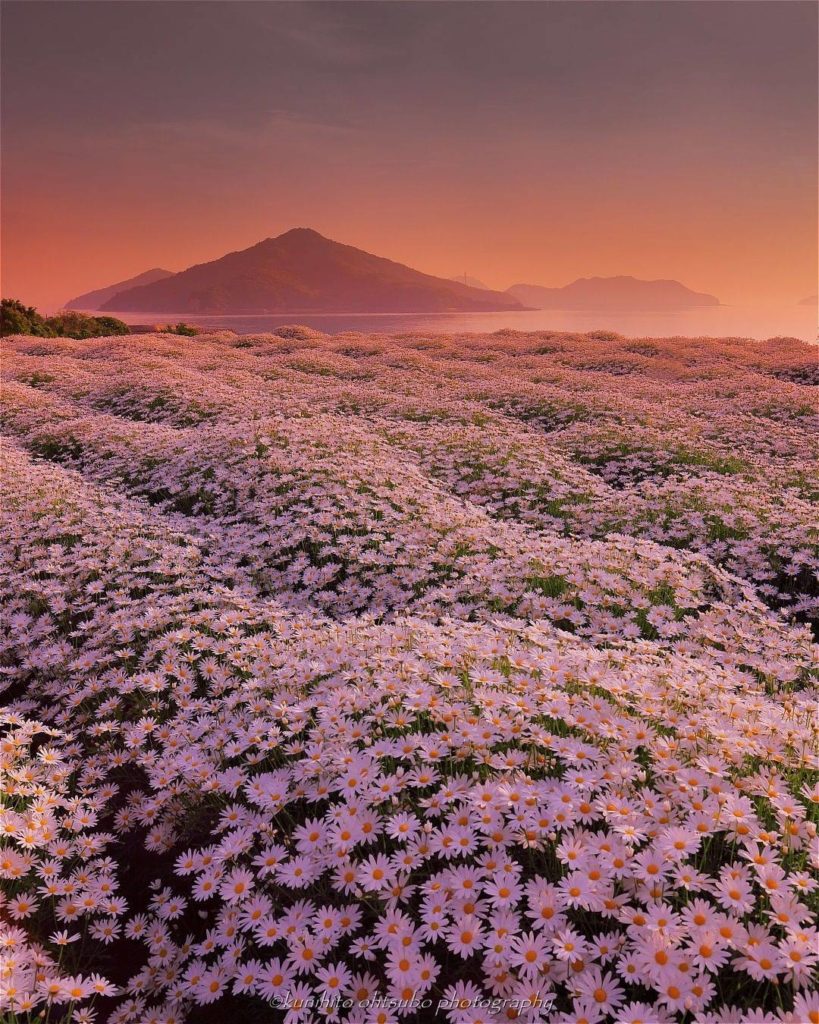 Flower Park Urashima is located in Kagawa Prefecture, and it's home to a wide ar...