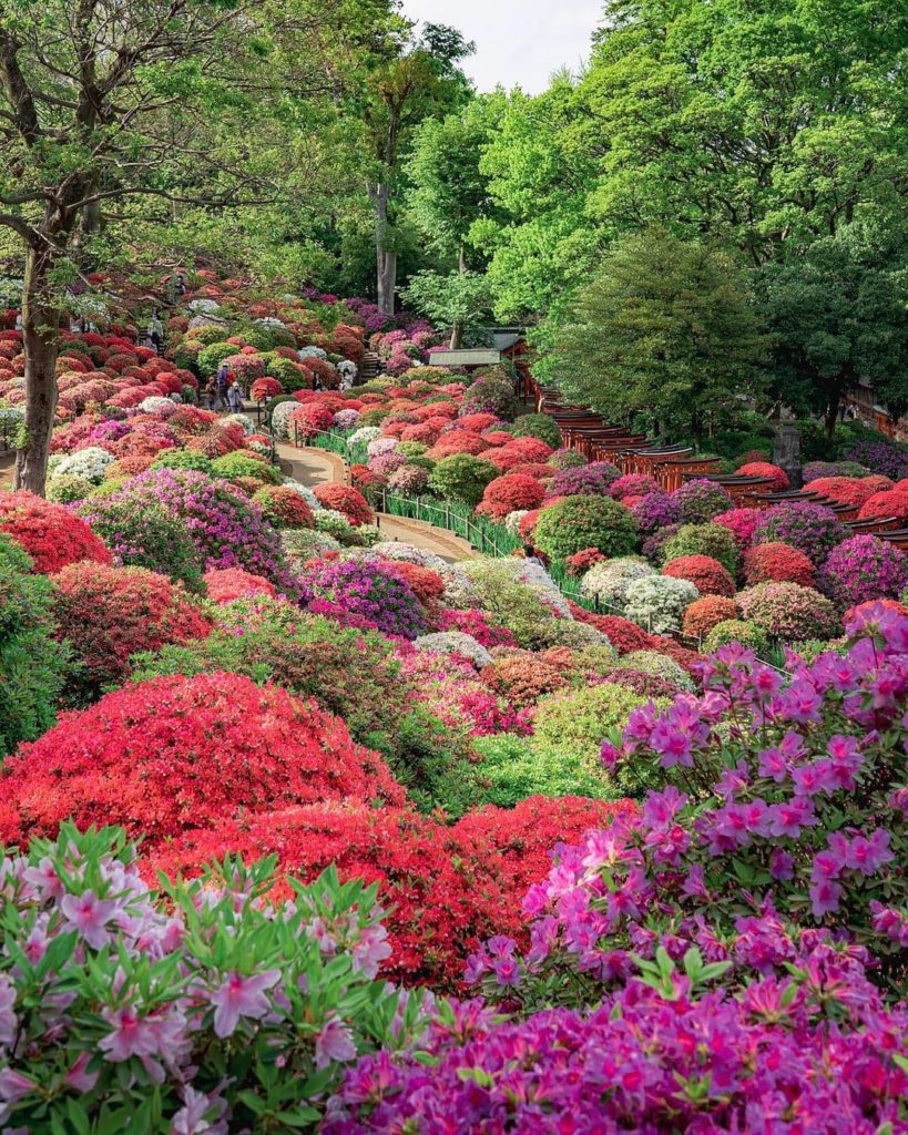 Japan Travel: While we know that international travelers can’t be here this spring, we do hope… While we know that international travelers can't be here this spring, we do hope...