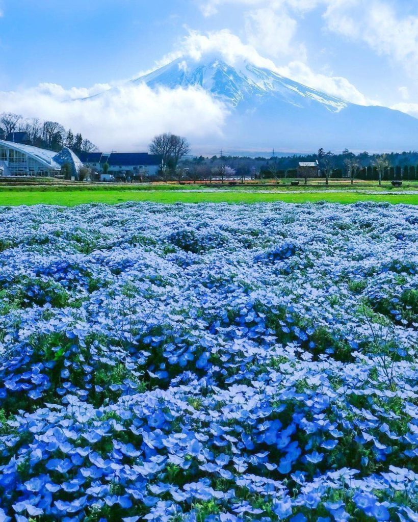 What's better than a field full of delightful blue nemophila flowers? A Mount Fu...