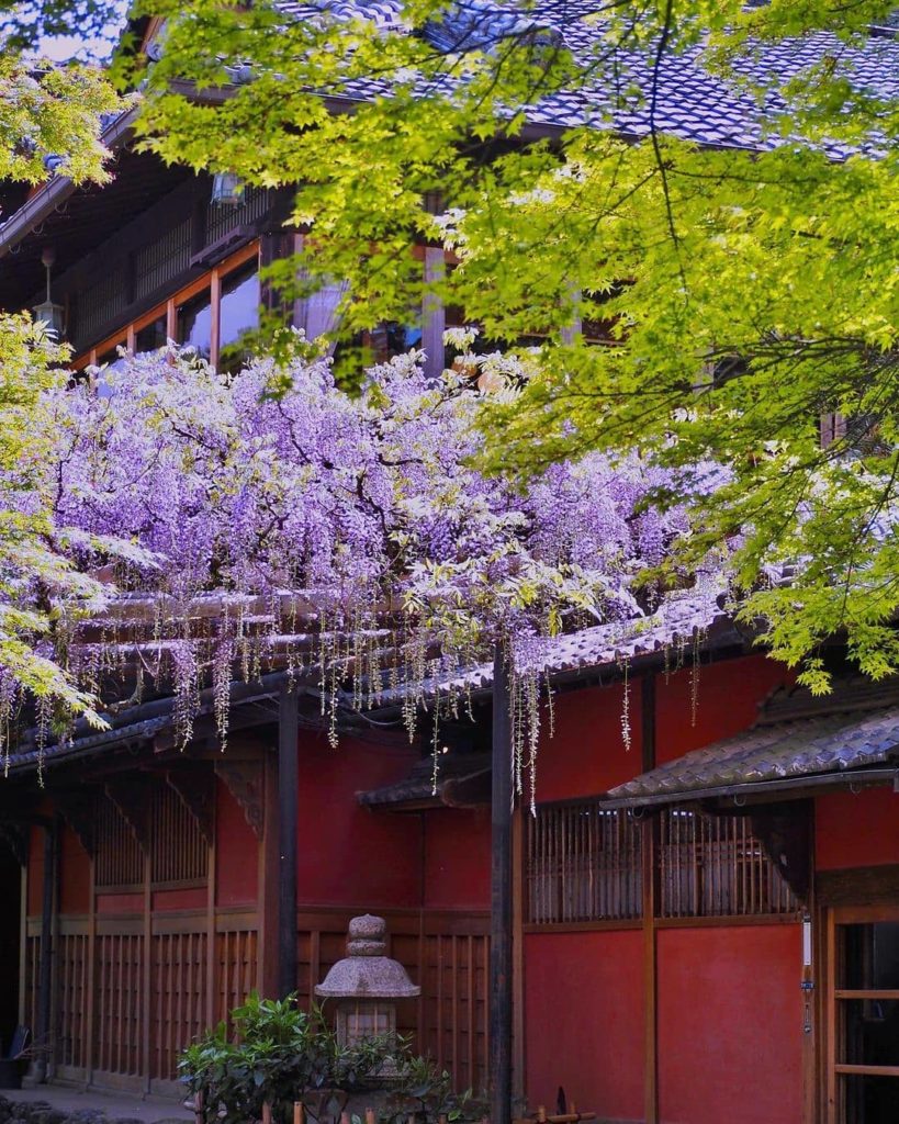 Japan Travel: Looking perfect in purple! Wisteria season is the stuff that dreams are made of!… Looking perfect in purple! Wisteria season is the stuff that dreams are made of!...