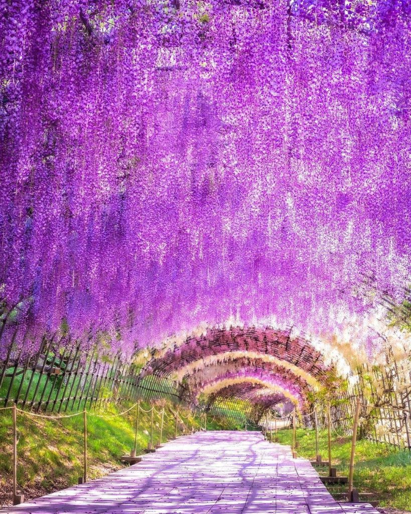Japan Travel: A real-life wisteria lane!
: @traveler_sui
—–⠀
Kawachi Wisteria Gardens, #K… A real-life wisteria lane!
: @traveler_sui
-----⠀
Kawachi Wisteria Gardens, #K...