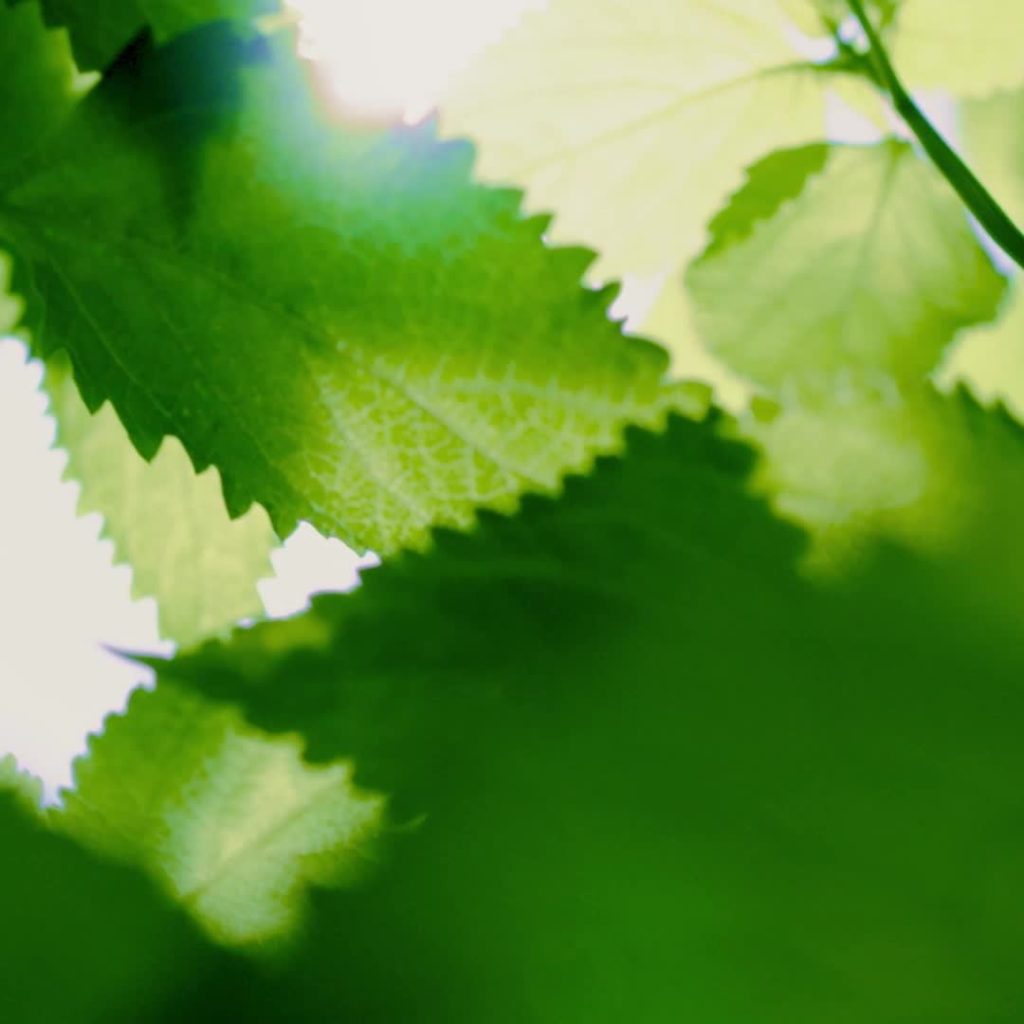 1,200 years ago at the sacred Mount Koya, the Enmei Herb is said to have been us...