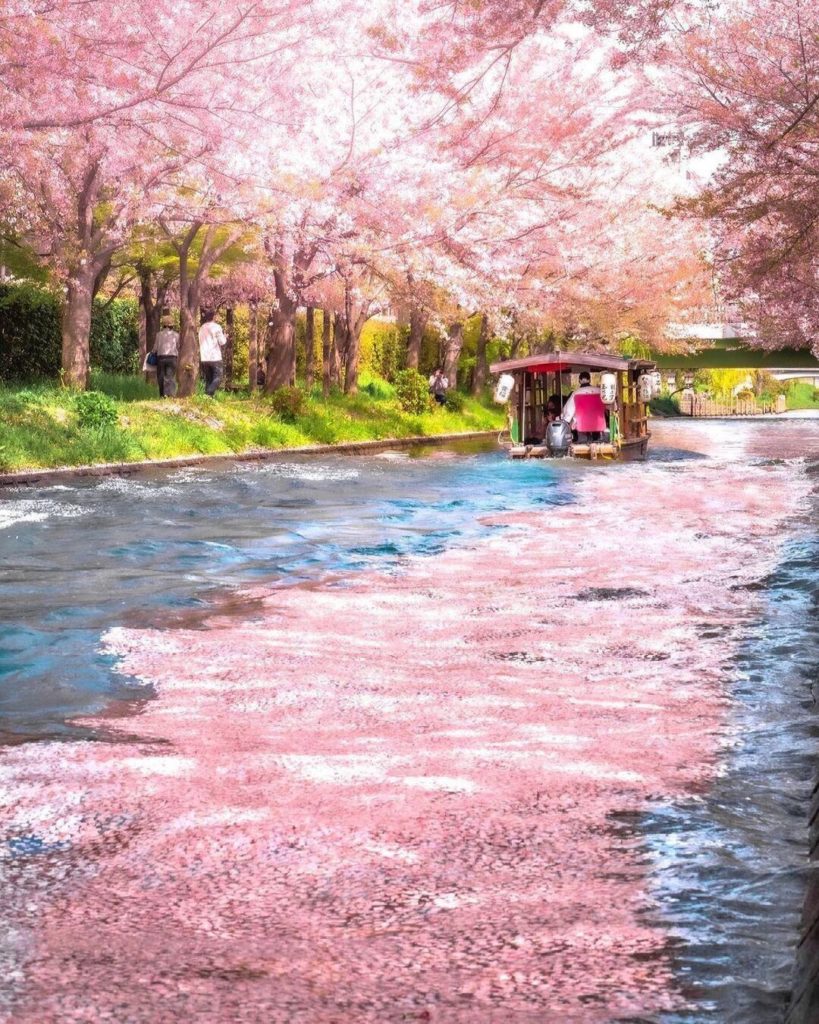 Visit Japan: The Fushimi Jukkokubune is a magical way to see the cherry blossoms in Kyoto as … The Fushimi Jukkokubune is a magical way to see the cherry blossoms in Kyoto as ...