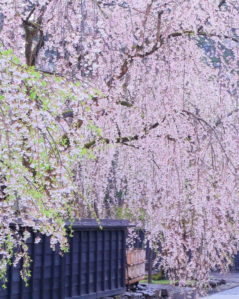 Sakura and samurai history await in the charming castle town of Kakunodate in Ak...