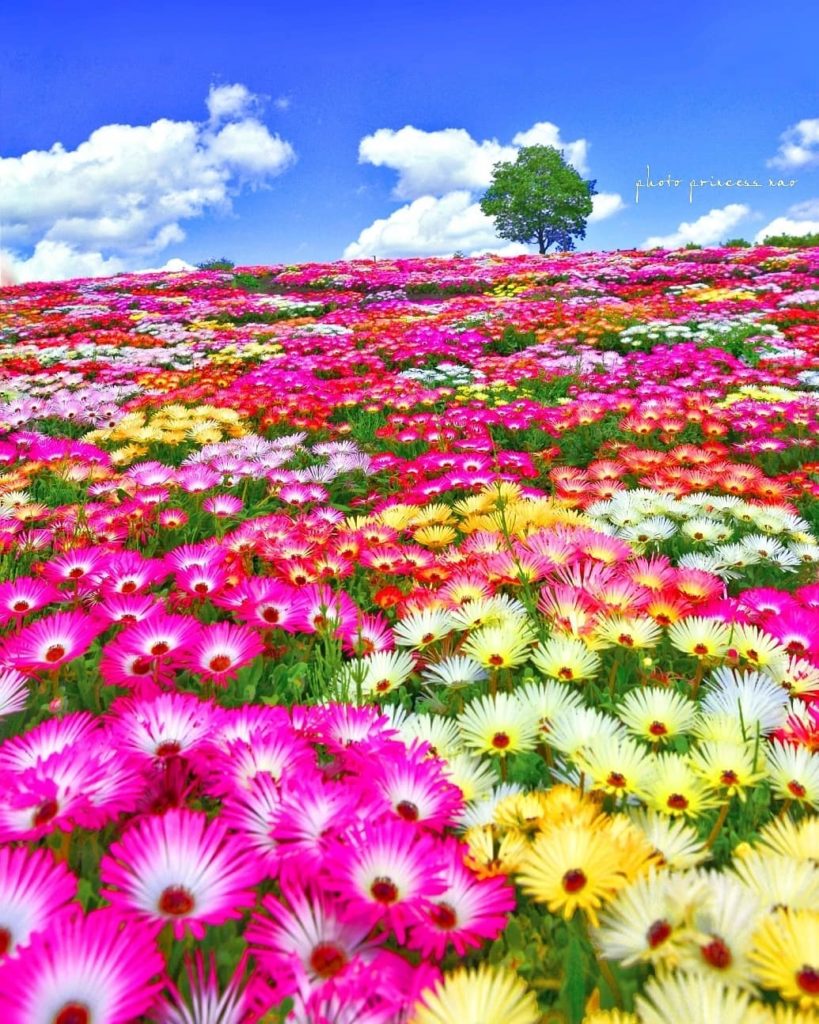 You may have already guessed that the team here at Japan Travel are a little flo...