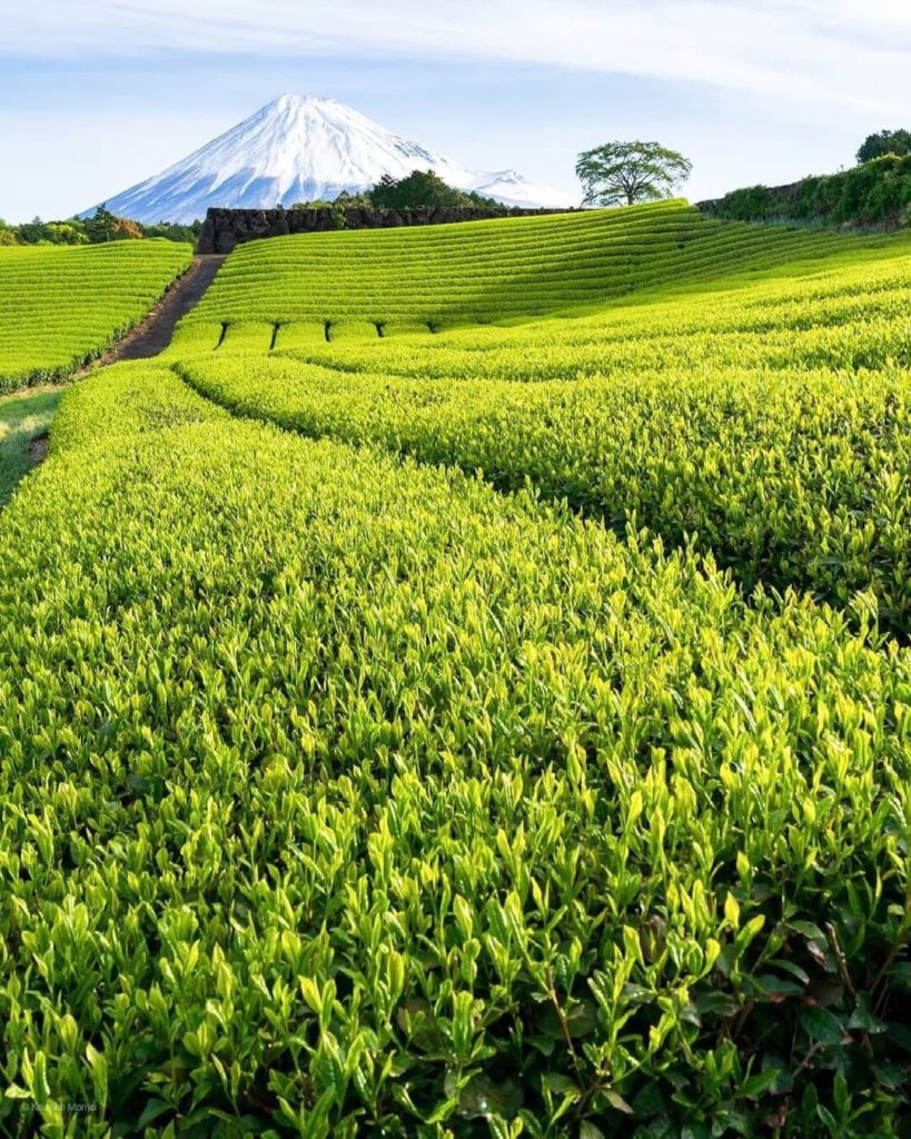 Visit Japan: Spring in Japan is not only about cherry blossoms, there is plenty of lush green… Spring in Japan is not only about cherry blossoms, there is plenty of lush green...