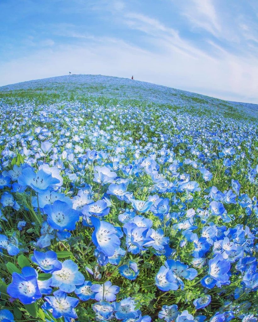 The stunning nemophila (baby blue eyes) at Hitachi Seaside Park are at their pea...