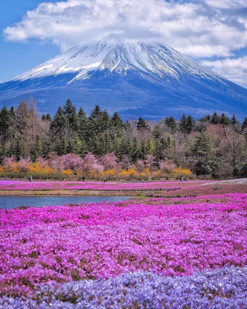 We've had a few springtime photos lately with Mount Fuji as a backdrop - we figu...