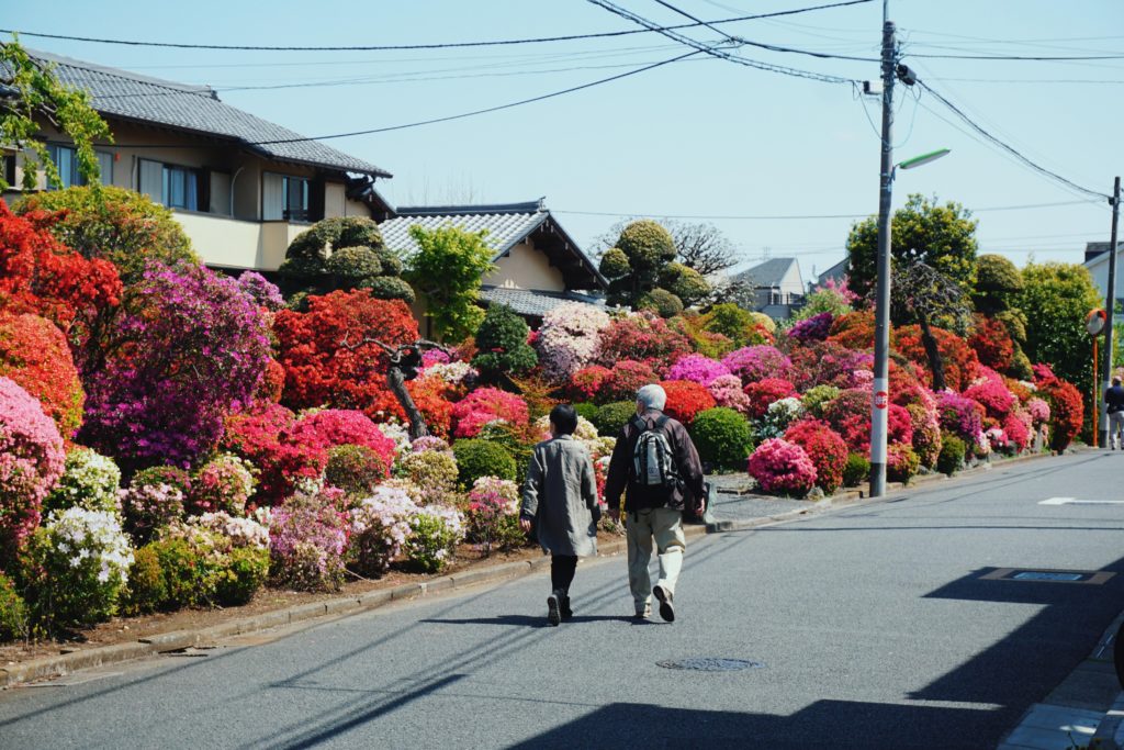 Azaleas in Tokyo
