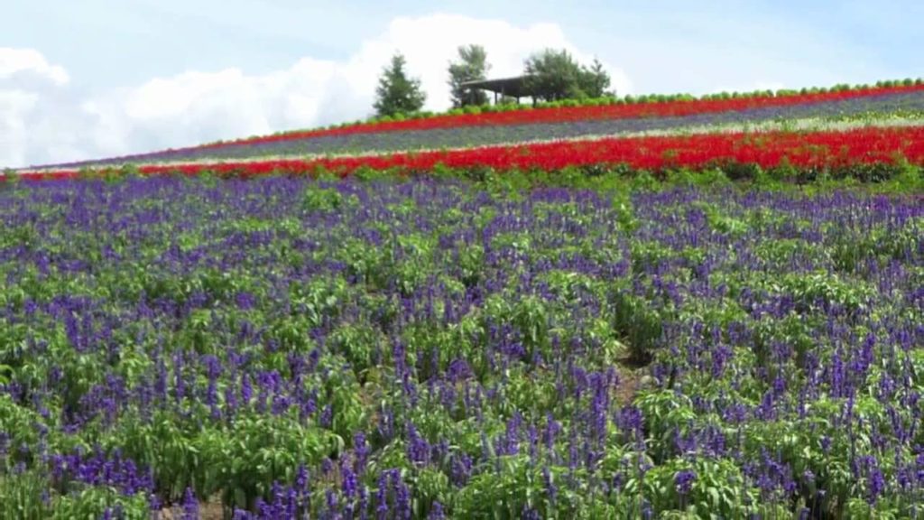 Flowers of Hokkaido in Summer 2010