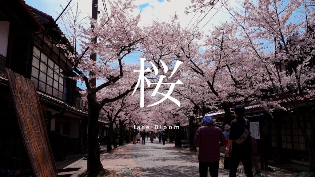 日本でもっとも桜が美しい村 - 岡山県、新庄村 4K Sony a7SIII