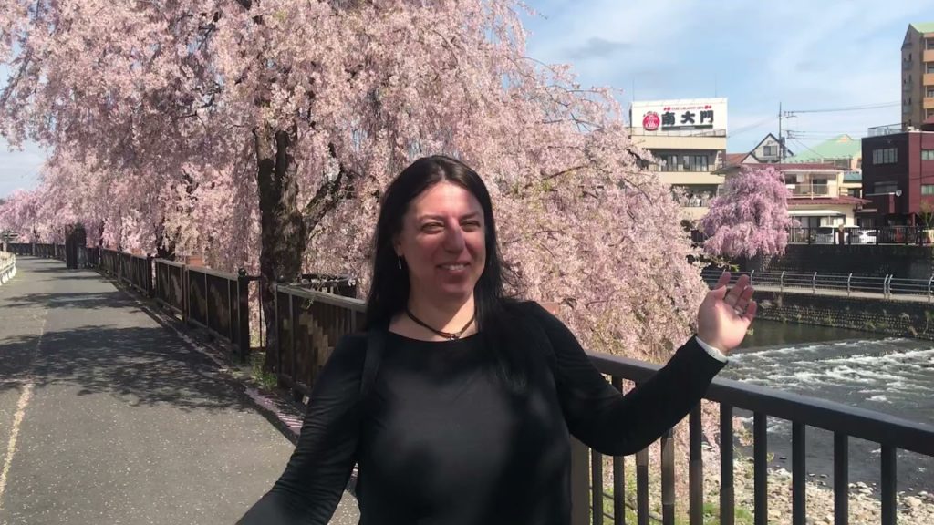 Sakura blossom snow somewhere in Japan. Sakura blossom snow somewhere in Japan.