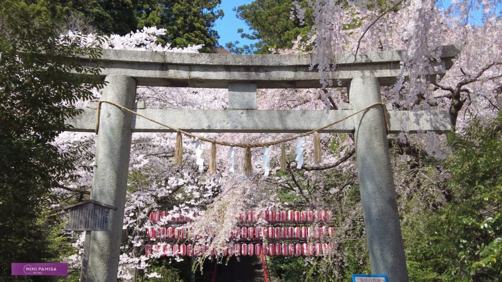 Sendai Osaki Hachimango Shrine + Cherry Blossom