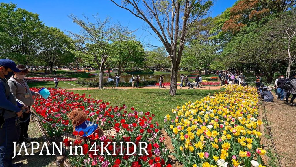 Flower festival in Showa Kinen Park, Tachikawa・4K HDR