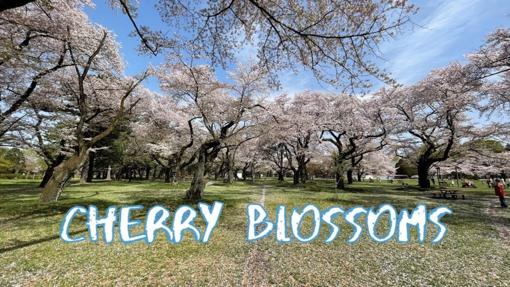 [Vlog] Cycling in Koganei Park with Cherry Blossoms | Tokyo Sightseeing, Japan