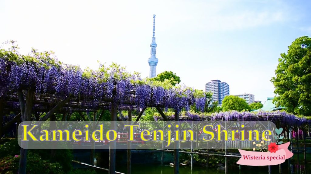 Kameido Tenjin Shrine | #亀戸天神社 | Kameido Tenjin Wisteria Garden| #藤まつり | #藤祭り