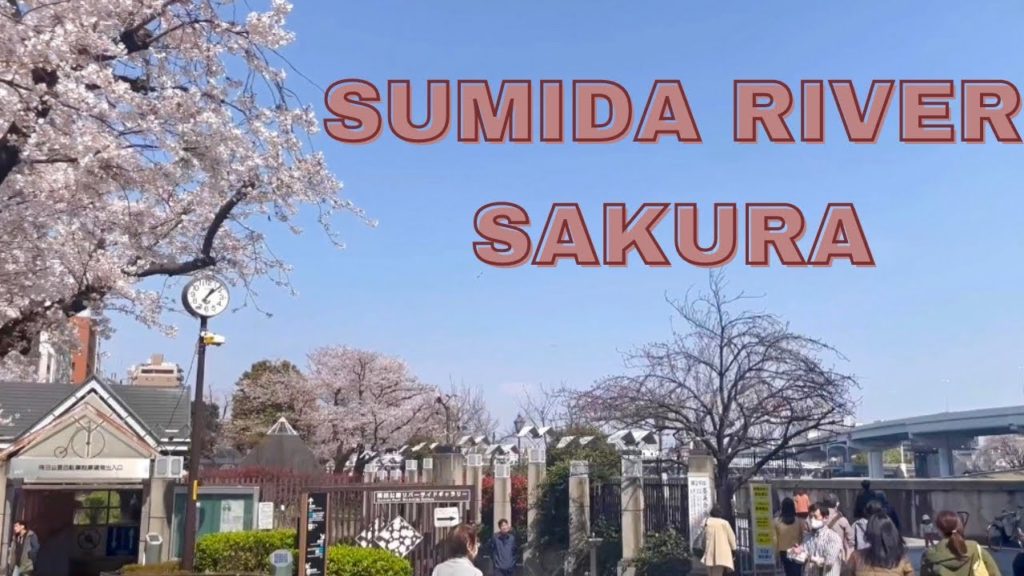 Sumida River l Sakura