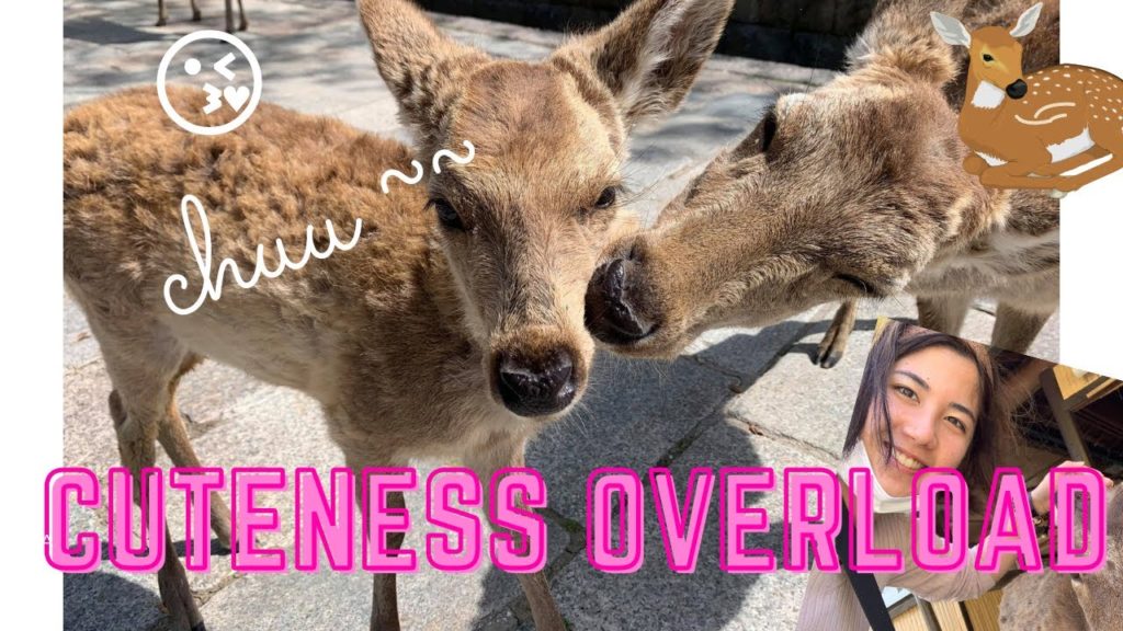 JAPAN TRIP: NARA 🦌 DEER Vlog (TR ALT)