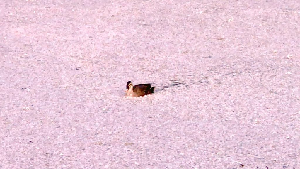 Going To All Japan's Cherry Blossom Spots For $1000 (Challenge) Going To All Japan's Cherry Blossom Spots For $1000 (Challenge)