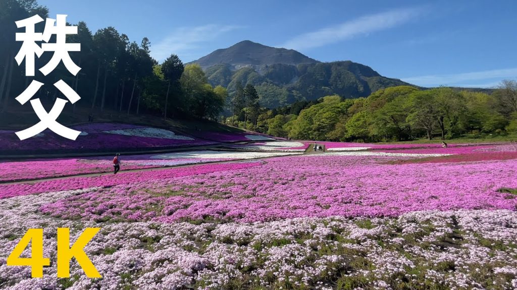 【4K】秩父芝桜（羊山公園）埼玉（武甲山）Cherry blossoms Japan