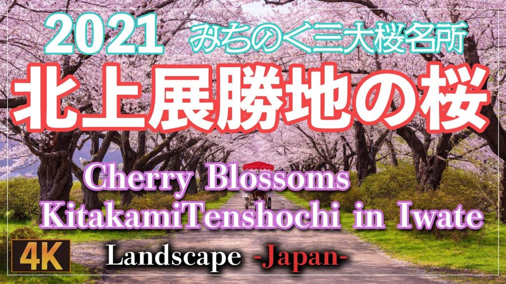[4K] 東北三大桜 「北上展勝地」 桜並木とこいのぼり (Cherry Blossoms in Kitakami,Iwate)