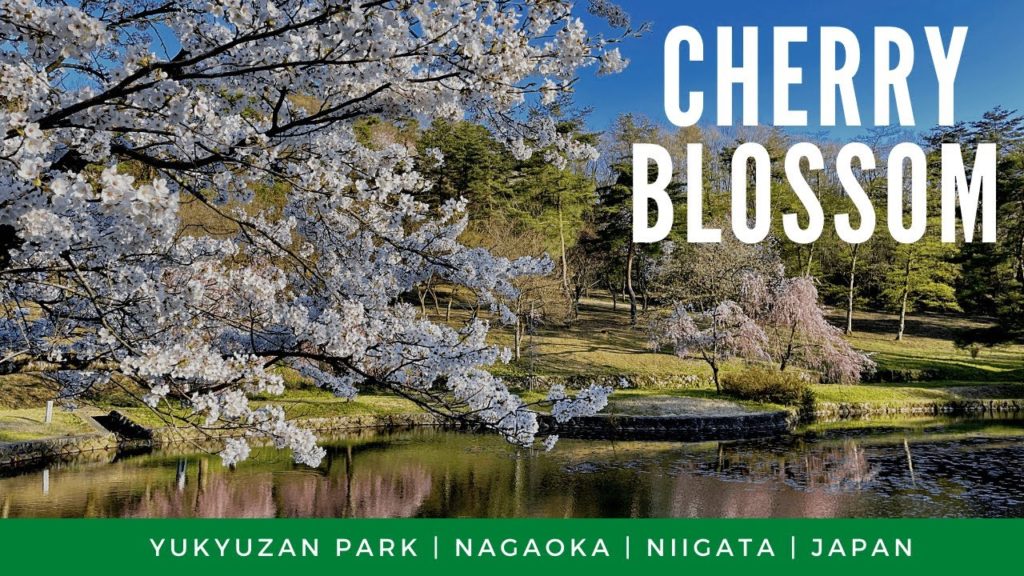 Cherry Blossom At Yukyuzan Park: Ep. 2 | Cherry Blossom In Japan | 新潟県長岡市悠久山公園の桜 | 4K