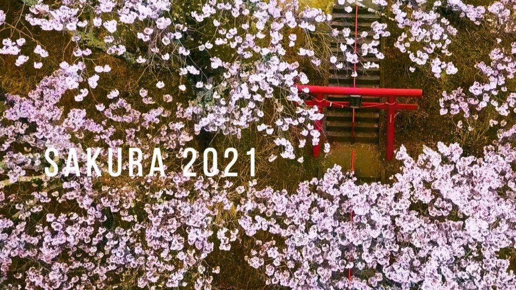Cherry Blossoms in Japan | 桜 2021 ドローン空撮 + 一眼