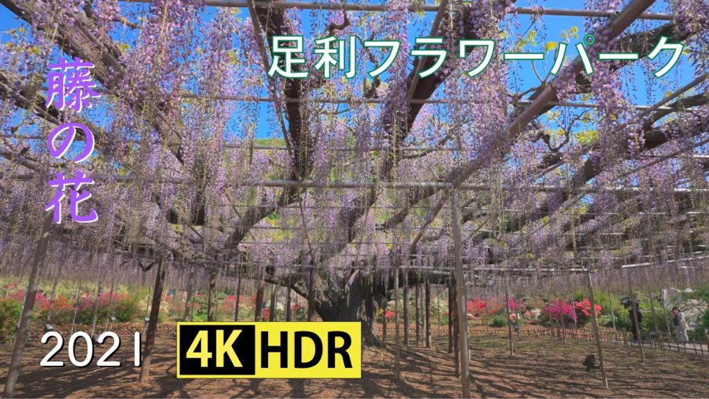 2021 足利フラワーパークの藤の花(4K-HDR) Beautiful Wisteria At Ashikaga Flower Park(UHD-HDR)