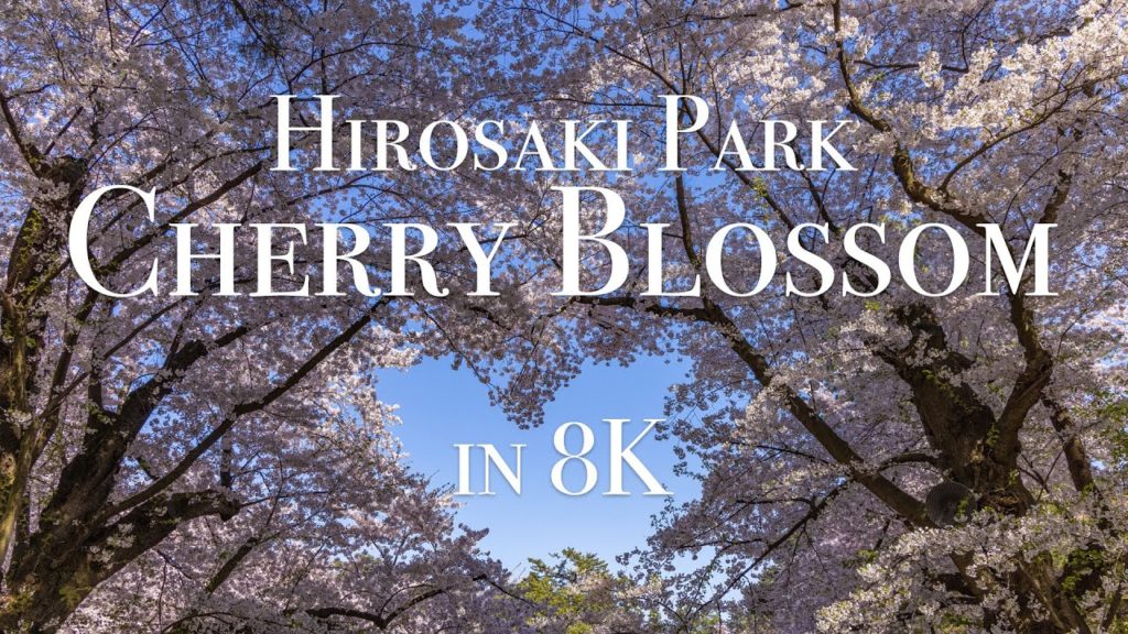 [8K] 弘前公園のさくら2021 Cherry Blossom in Hirosaki Park,Aomori,Japan