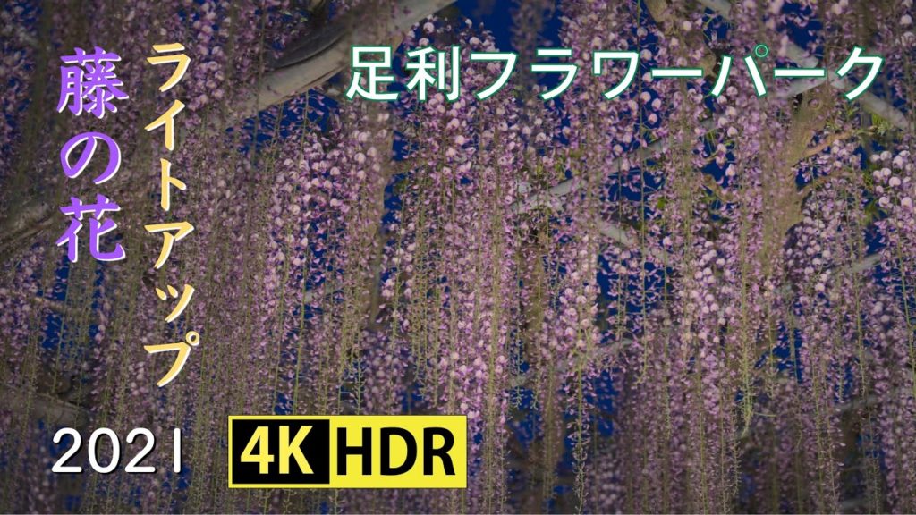 2021 足利フラワーパークの藤の花ライトアップ(4K-HDR)Light Up Of Wisteria At Ashikaga Flower Park(UHD-HDR)